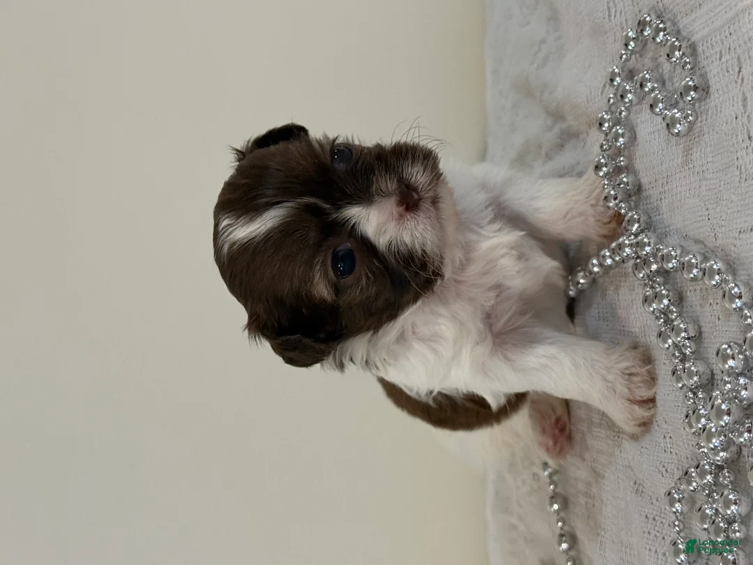 Shih Tzu dogs for sale: Custard Shih Tzu Puppy  - Ad 2
