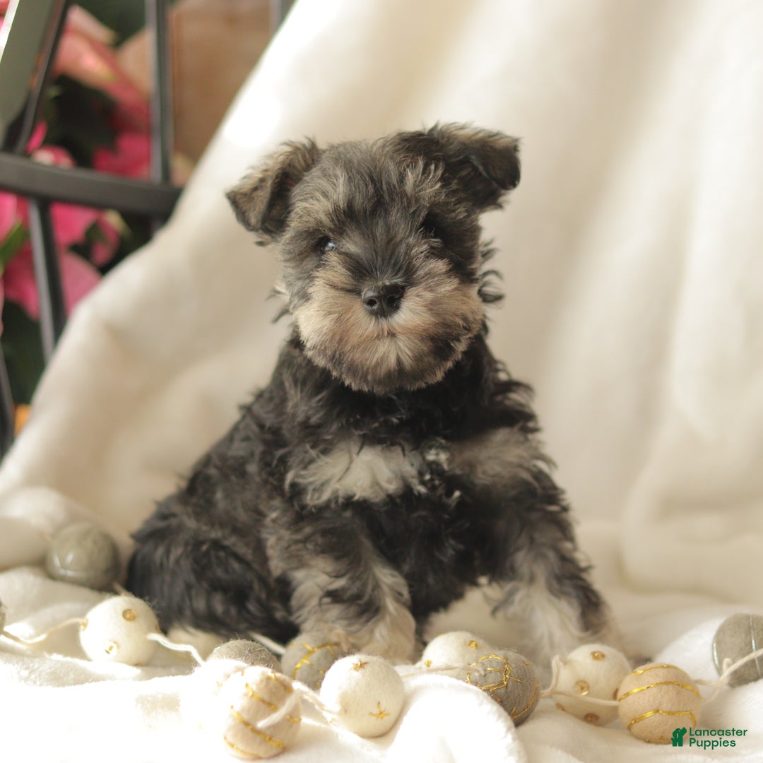 Miniature Schnauzer dogs for sale: Midnight - Ad 4