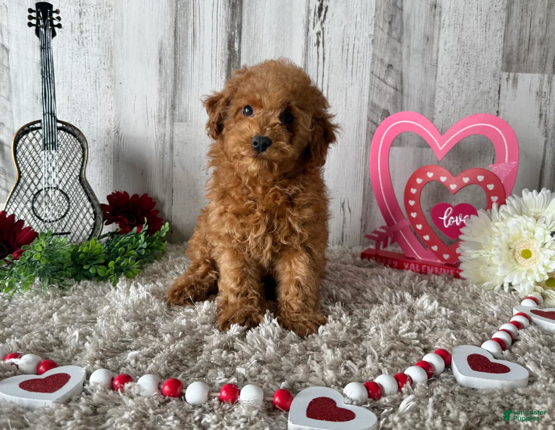 Toy Poodle dogs for sale: Tucker - Ad 3