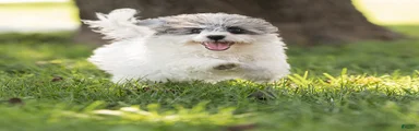 Rex Maltipoo 