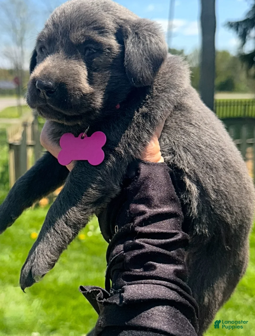 Labrador Retriever dogs for sale: Labrador Retriever Puppy 1 - Ad 2