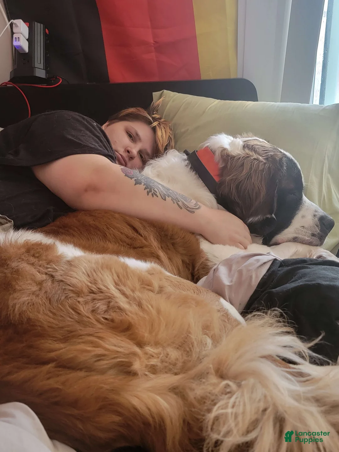 Saint Bernard dogs for sale: Saint Bernard Puppy 1 - Ad 5