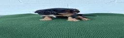 Cavalier King Charles Spaniel dogs for sale: Starbucks  - Ad 5