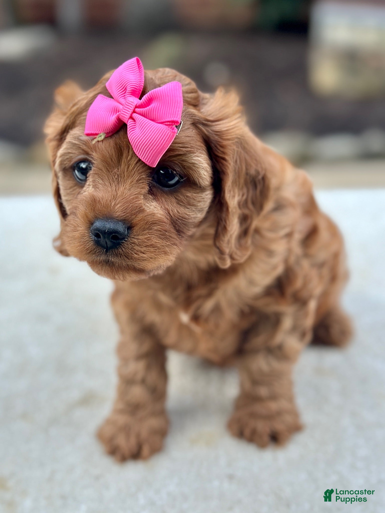 Cavapoo dogs for sale: Cavapoo 4 - Ad 3