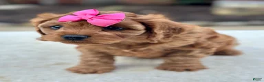 Cavapoo 4