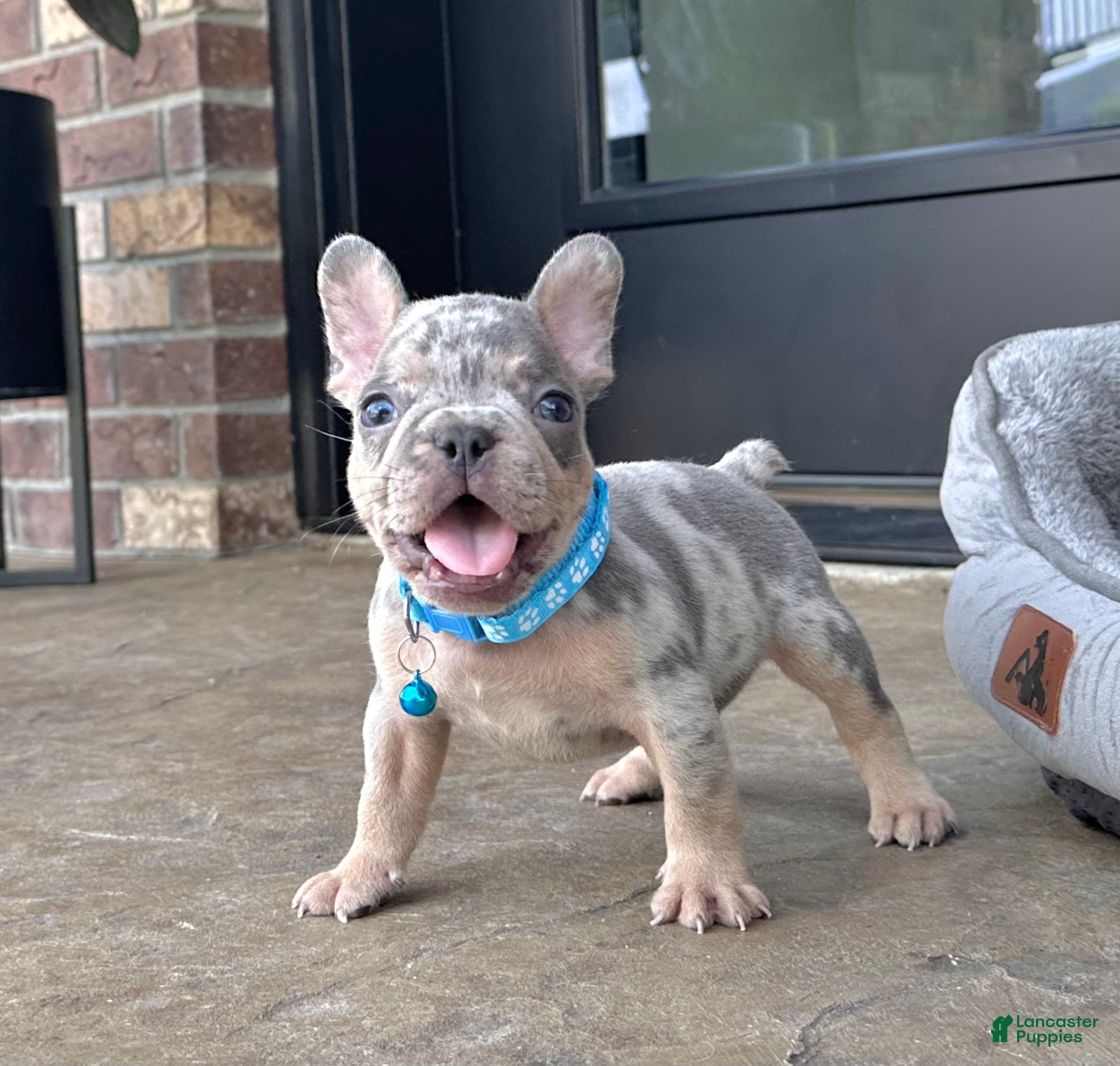 French Bulldog dogs Theo Video Ad - Ad 1