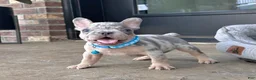 French Bulldog dogs for sale: Theo Video Ad - Ad 1