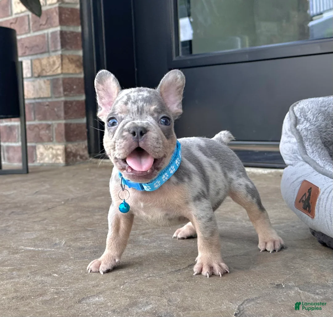 French Bulldog dogs for sale: Theo Video Ad - Ad 1