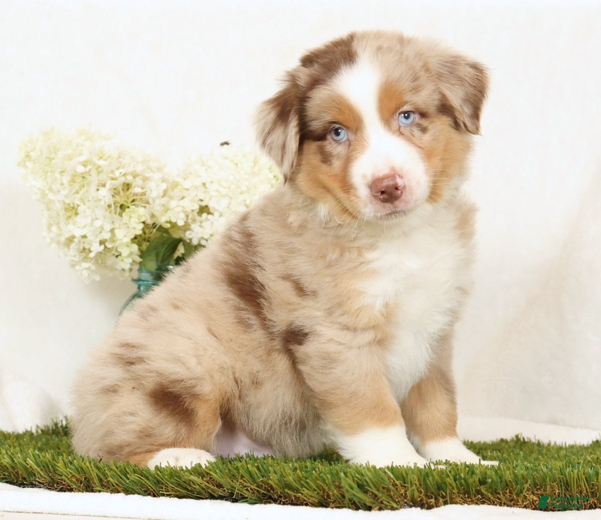 Miniature Australian Shepherd dogs Laker - Ad 1