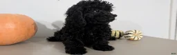 Havapoo dogs for sale: Mason - Ad 6