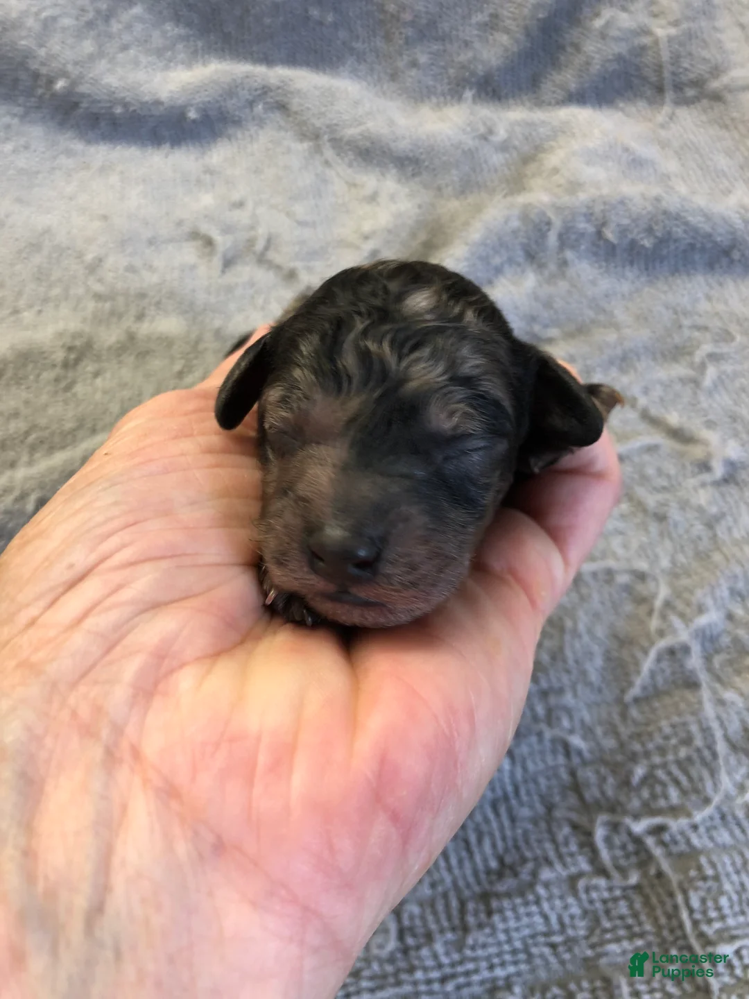 Toy Poodle dogs for sale: Milo - Ad 1