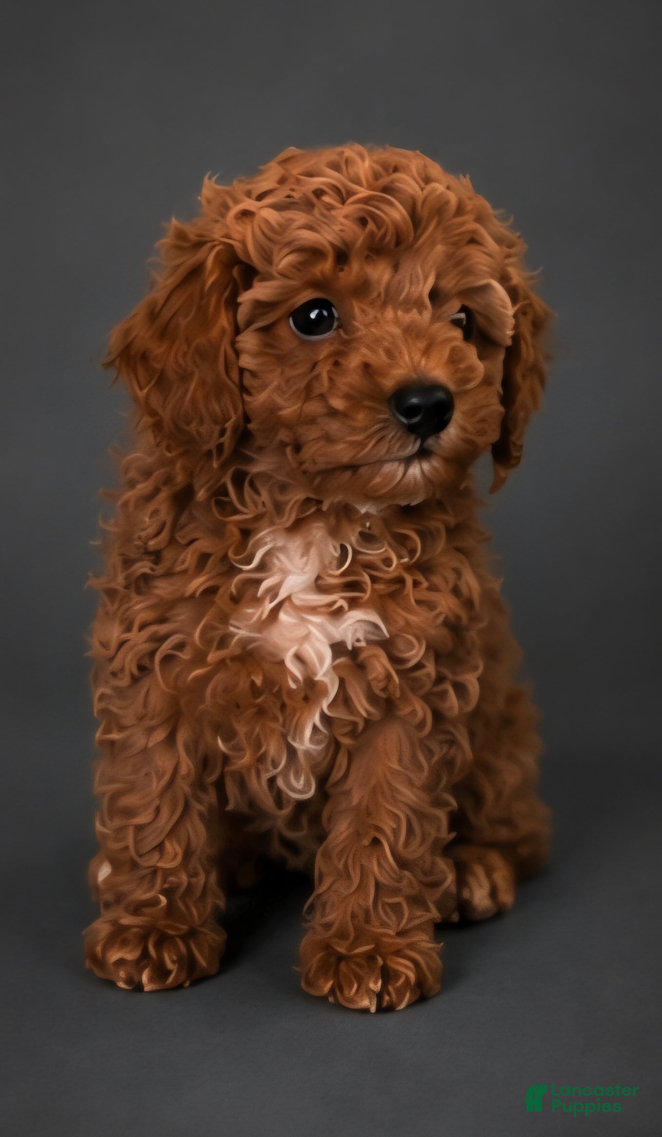 Miniature Poodle dogs Miniature Poodle Puppy 3 - Ad 35