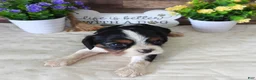 Cavalier King Charles Spaniel dogs for sale: #1 Male (Lulu's) - Ad 6