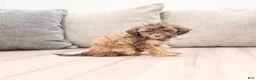 Miniature Poodle dogs for sale: Caramel - Ad 3