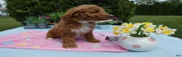 Mini Goldendoodle dogs for sale: Mini Goldendoodle 7 Sparkle - Ad 2