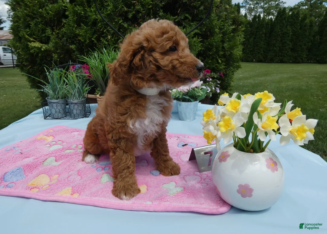 Mini Goldendoodle dogs for sale: Mini Goldendoodle 7 Sparkle - Ad 2
