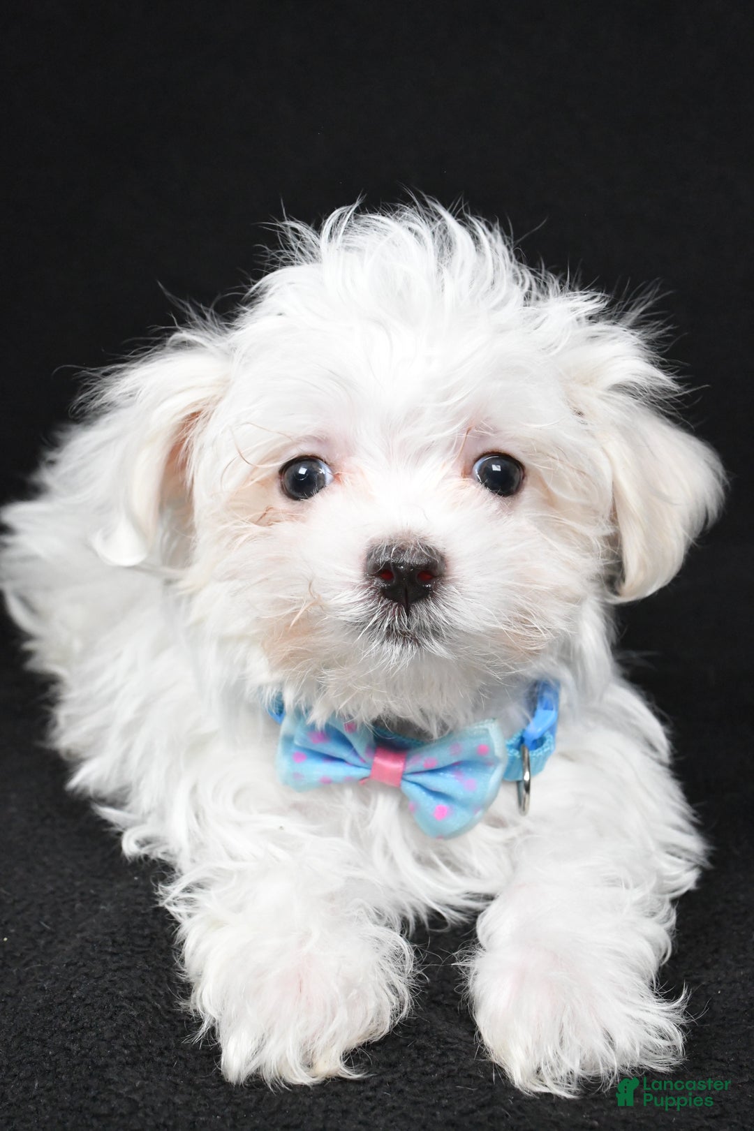Maltese dogs for sale: Lyndon - Ad 4