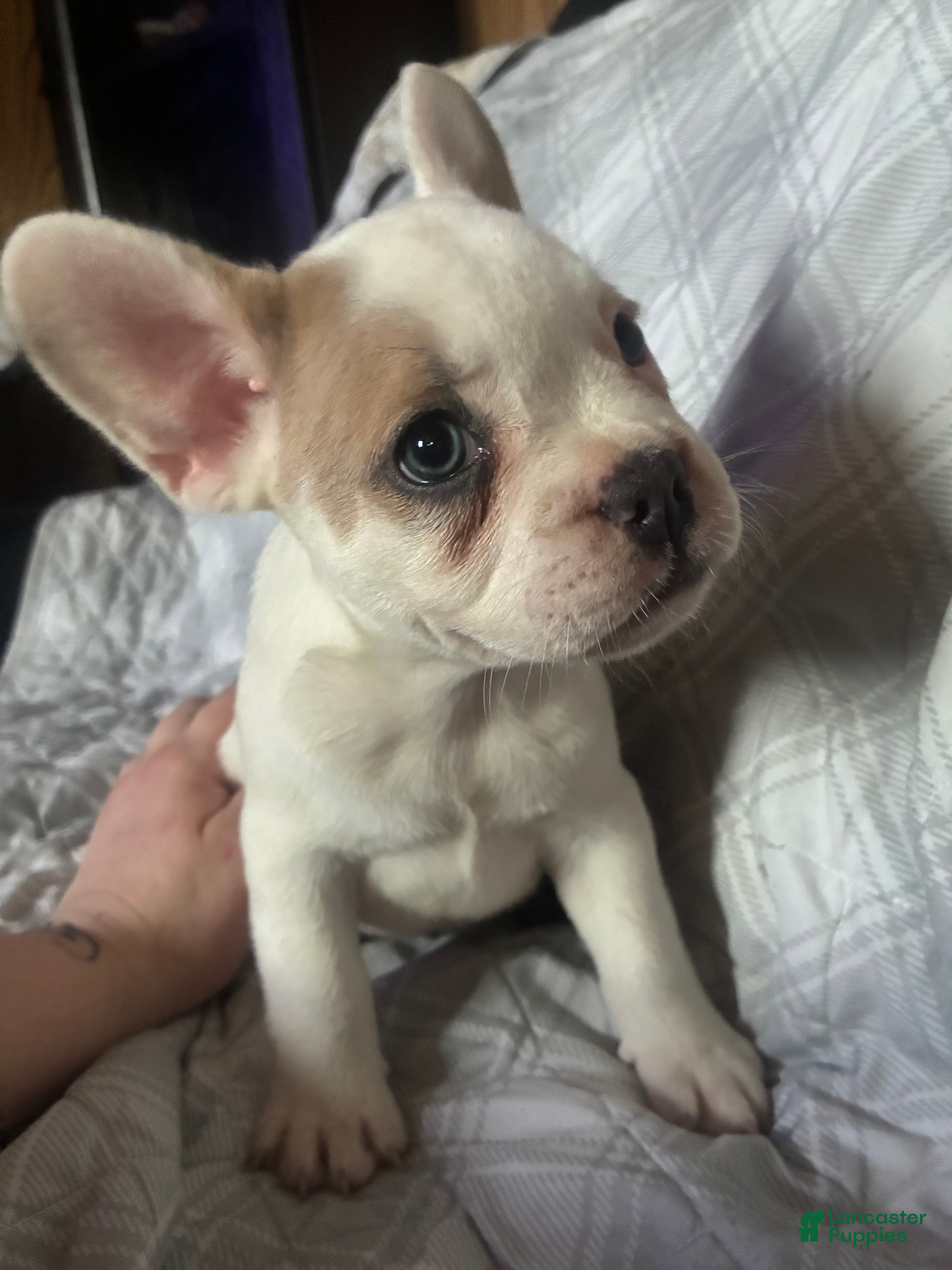French Bulldog dogs French Bulldog Puppy 7 (standard fur) - Ad 1