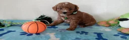 Cavapoo dogs for sale: Petey  - Ad 3