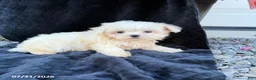 Maltese dogs for sale: Aaron - Ad 3