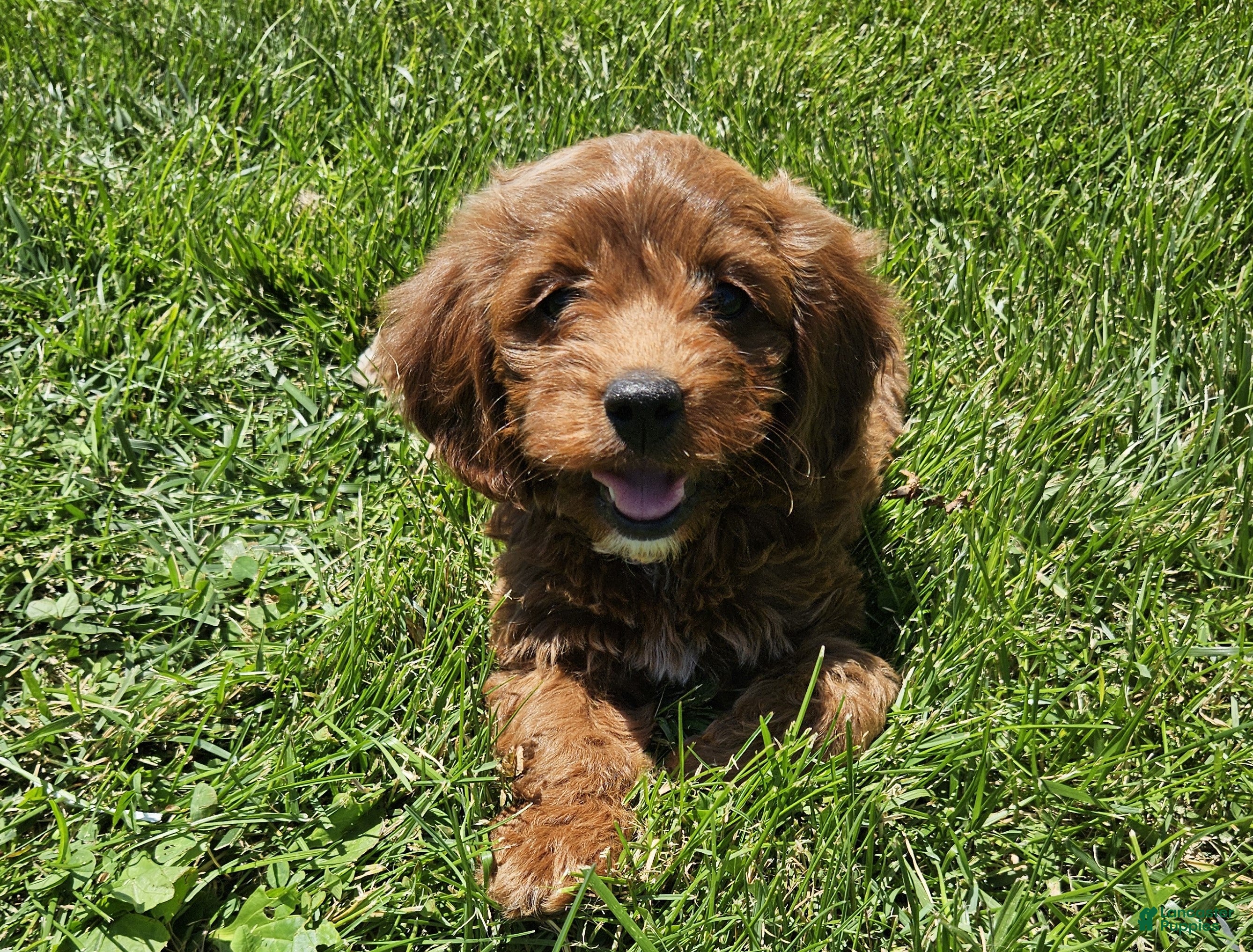 Cockapoo dogs Cuddles - Ad 1