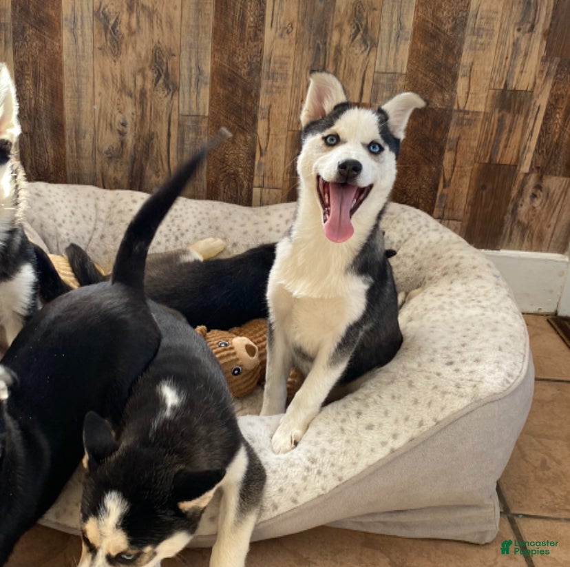 Pomsky dogs Bree  - Ad 5