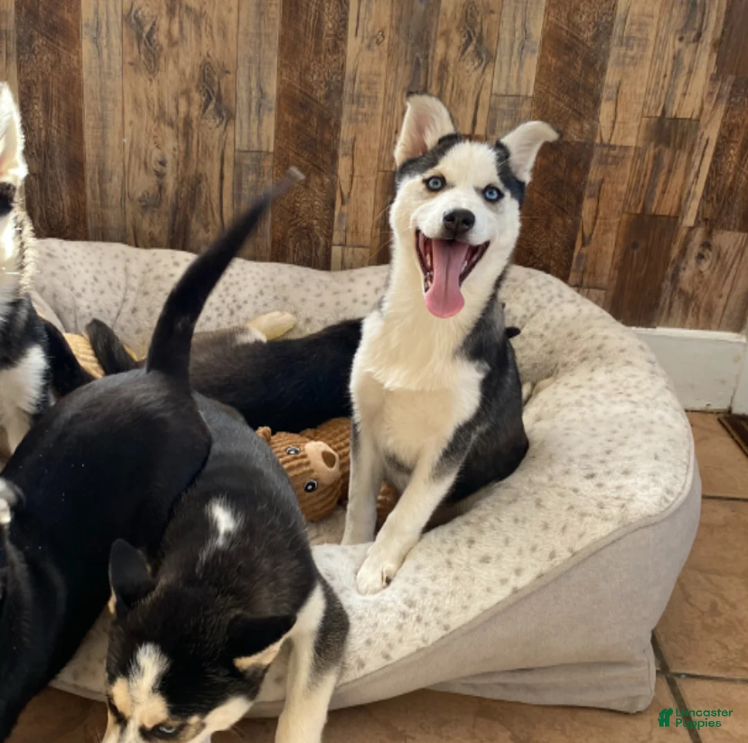 Pomsky dogs for sale: Bree  - Ad 1