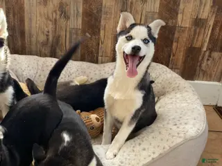 Pomsky dogs Bree - Ad 5