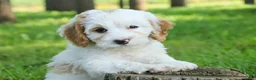 Mixed Breed dogs for sale: Nugget Munchkin Bernedoodle - Ad 7