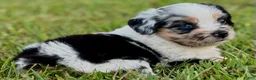 Toy Australian Shepherd dogs for sale: Lilly - Ad 5