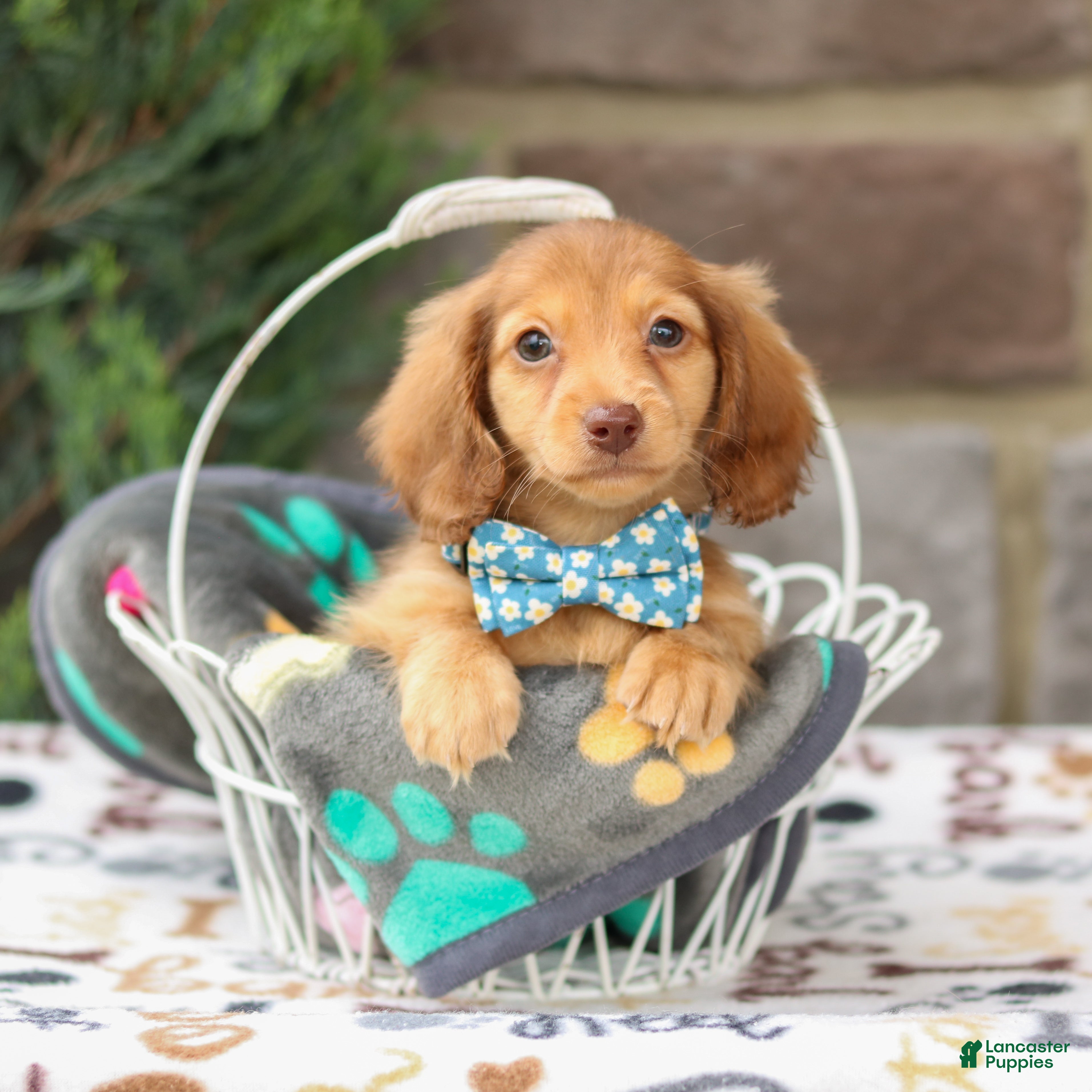 Miniature Dachshund dogs Gabby - Ad 1