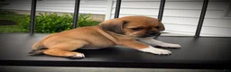 Puggle dogs for sale: Sawyer  - Ad 4