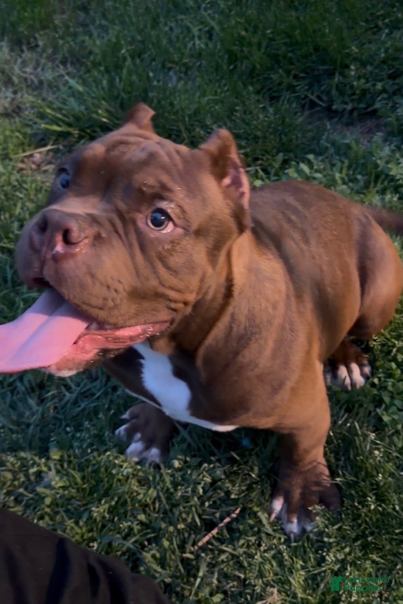 American Bully dogs Jax - Ad 1