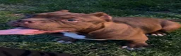 American Bully dogs for sale: Jax - Ad 1