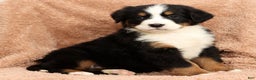 Bernese Mountain Dog dogs for sale: Shane - Ad 6