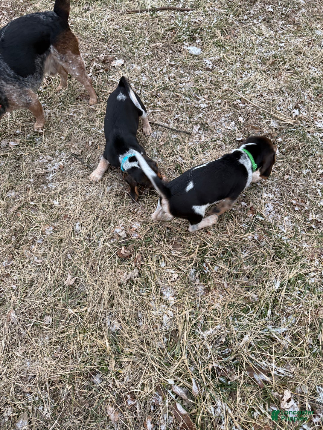 Beagle dogs for sale: Beagle Puppy 2 - Ad 7