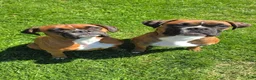 Boxer dogs for sale: Brownie - Ad 18