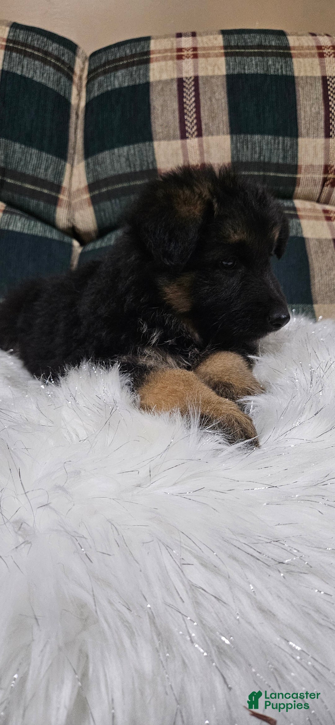 German Shepherd dogs for sale: Chloe - Ad 9