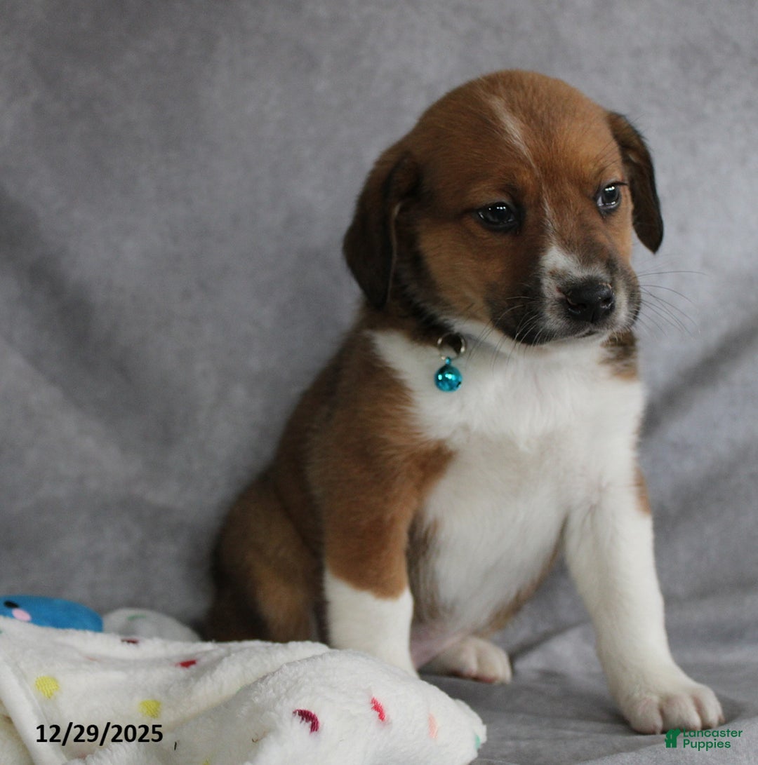 Mixed Breed dogs for sale: Aj  - Ad 4