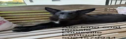 German Shepherd dogs for sale: Aurora  - Ad 6