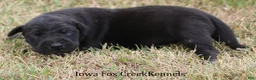 Great Dane dogs for sale: Sadie - Ad 5