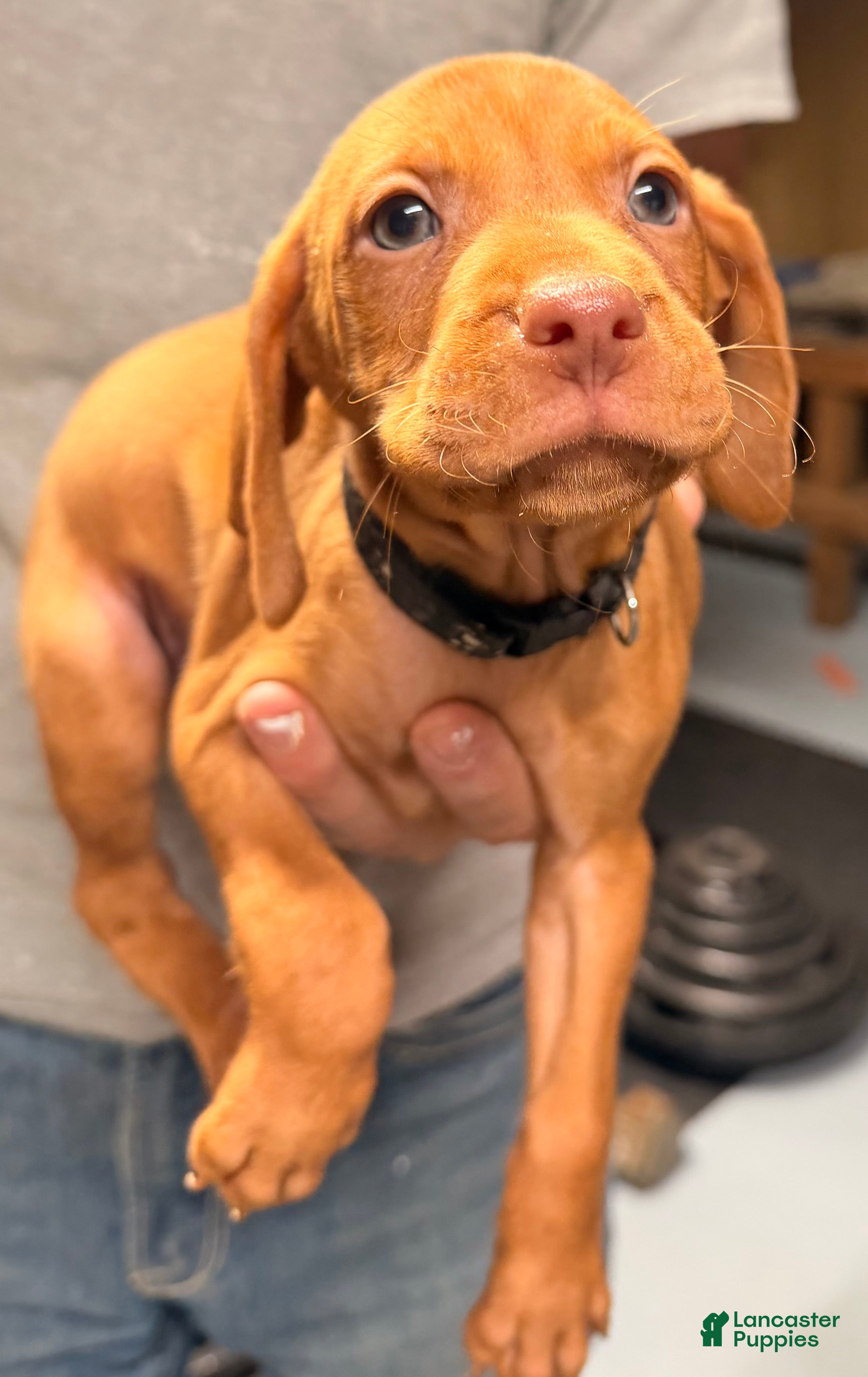 Vizsla dogs Black Male - Ad 2