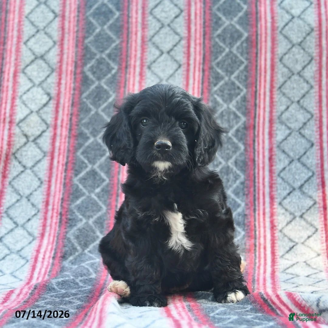 Cavapoo dogs for sale: Willow  - Ad 2