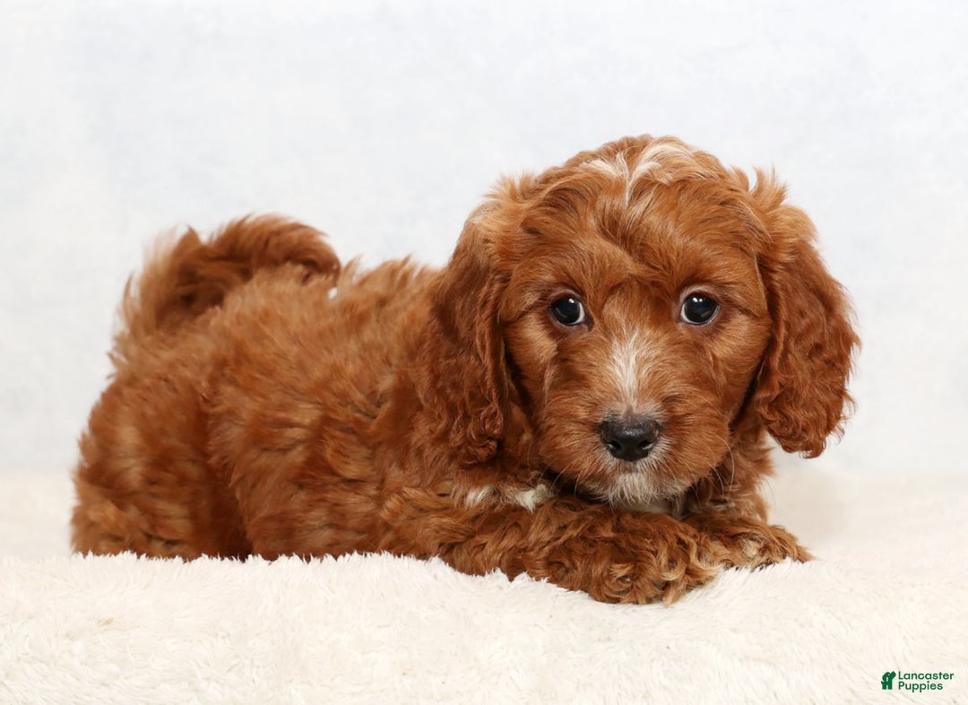 Mini Goldendoodle dogs for sale: Dolly - Ad 7