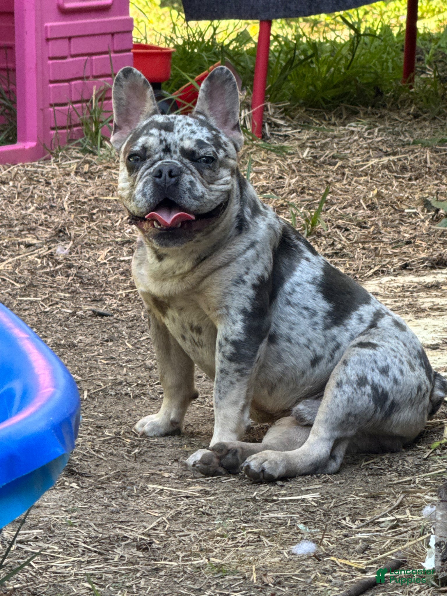 French Bulldog dogs Scar - Ad 1