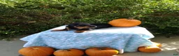 Miniature Dachshund dogs for sale: Marshal - Ad 3