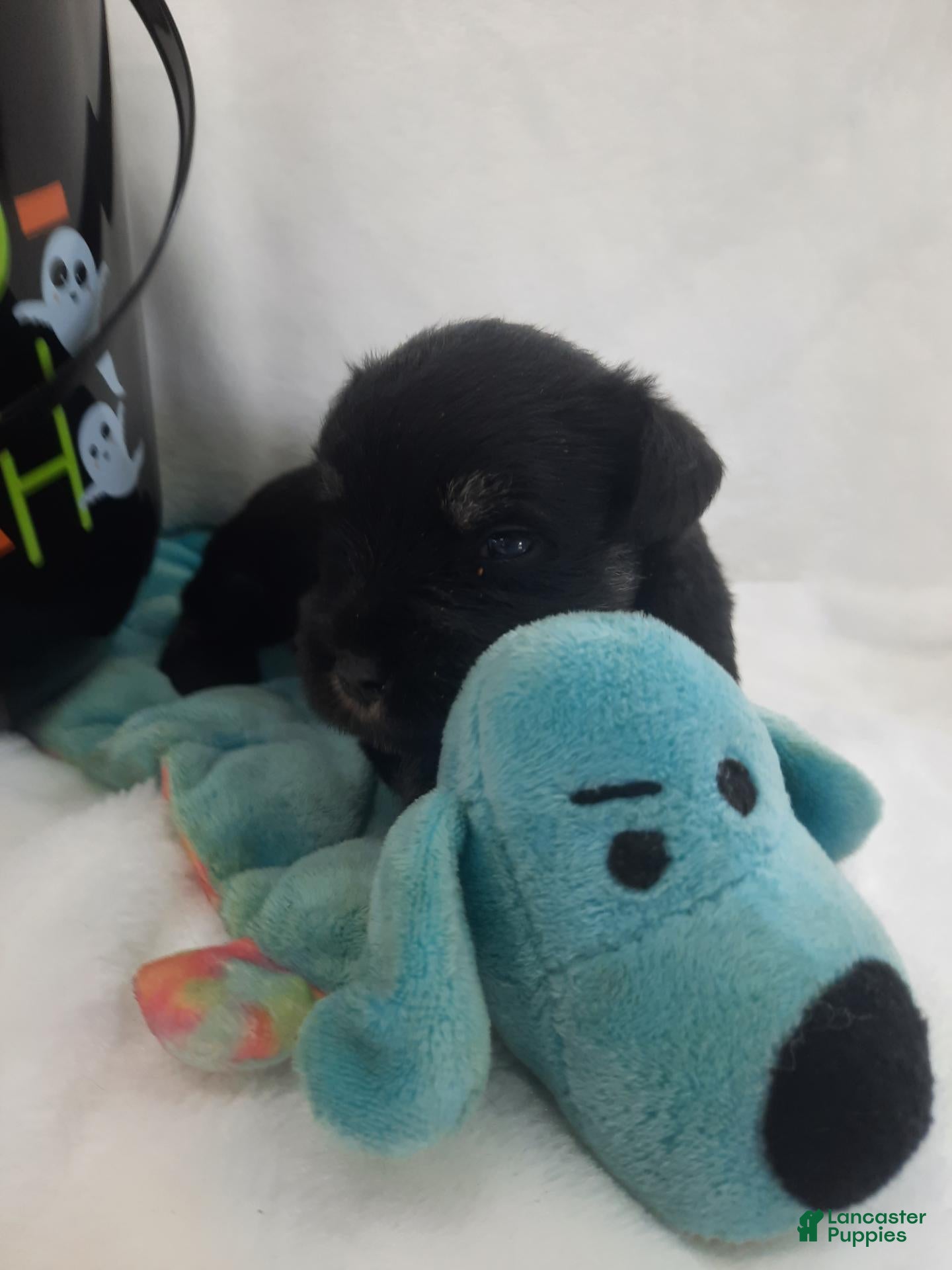 Miniature Schnauzer dogs AKC Oreo - Ad 2