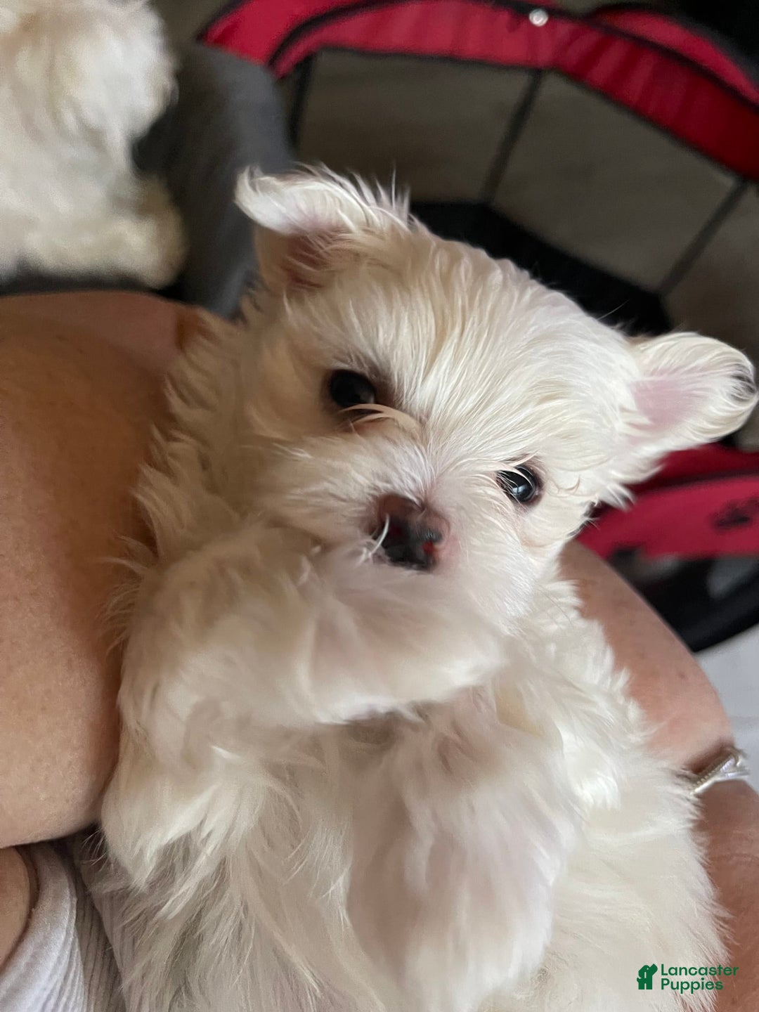 Gallery Image {{count}}