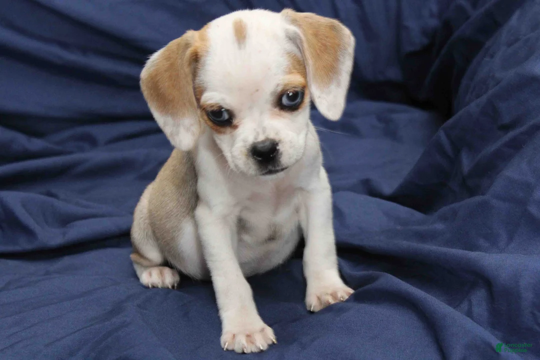 Puggle dogs for sale: Dutchess - Ad 1