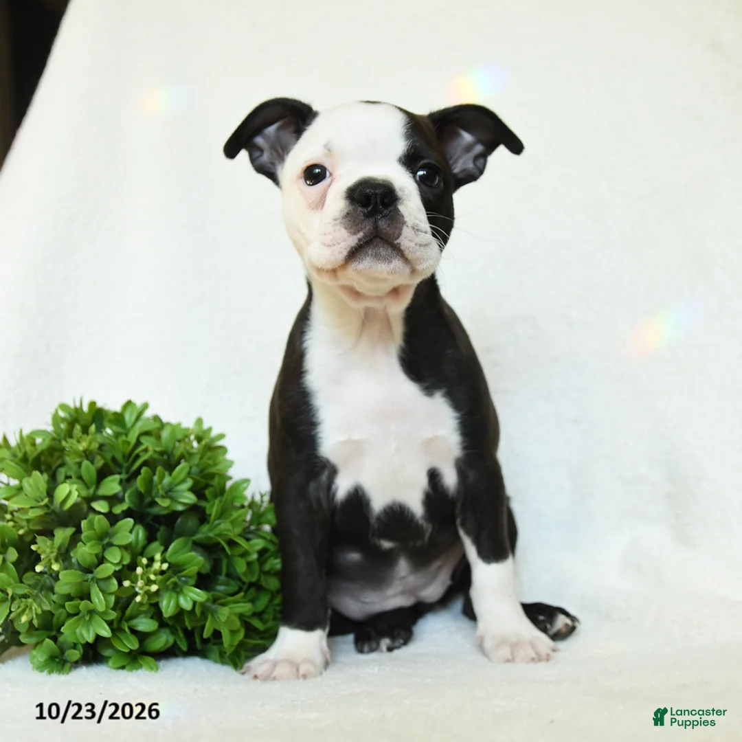 Boston Terrier dogs for sale: Gertie - Ad 5
